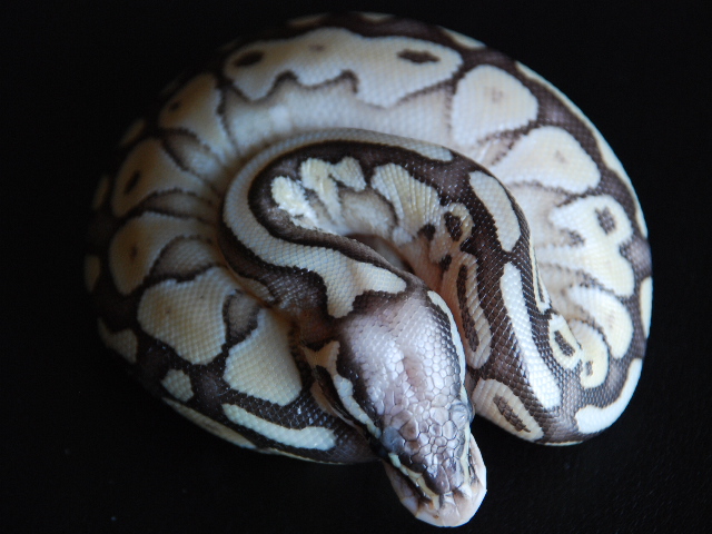 Super Pastel Butter2