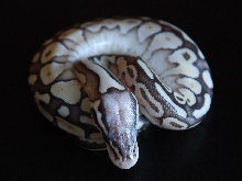 Super Pastel Butter3