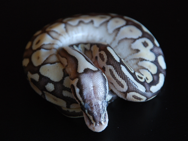 Super Pastel Butter3
