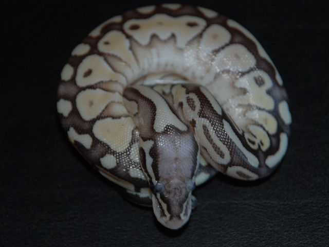 Super Pastel Butter4