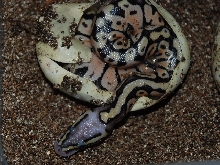 Nice head