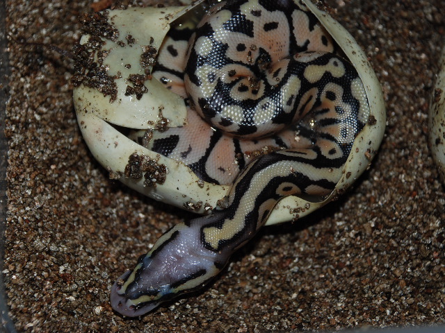Nice head