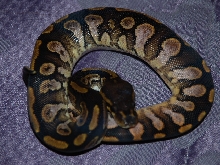 Calico cross