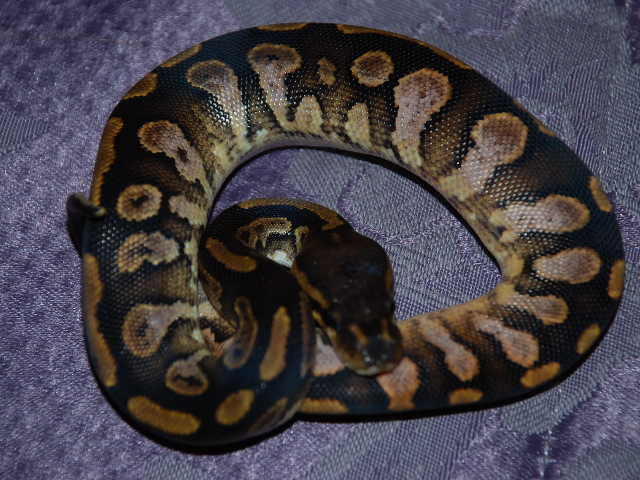 Calico cross