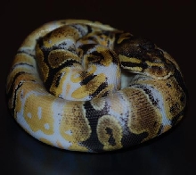 Paradox Albino