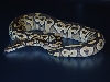 Special Mojave