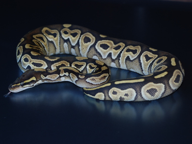 Special Mojave