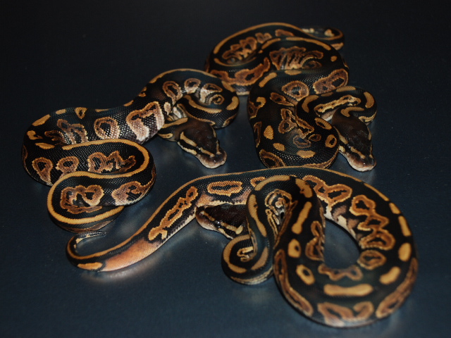 08 Black Pastel H.Pied