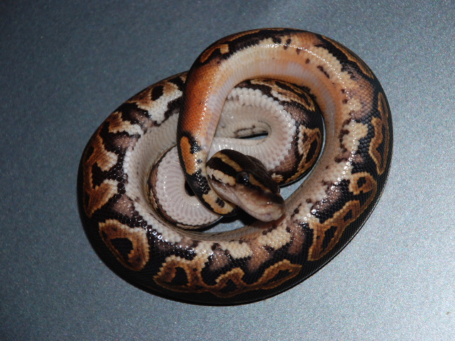 08 Black Pastel H.Pied 2