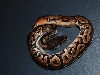 08 Black Pastel H.Pied 3