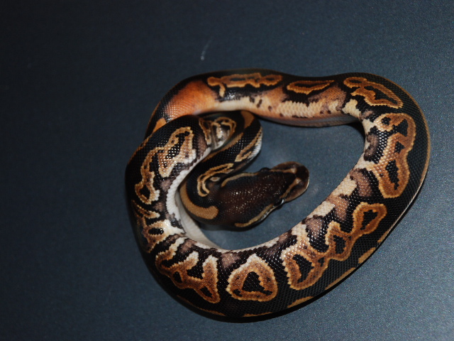 08 Black Pastel H.Pied 3
