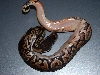 08 Black Pastel H.Pied 4