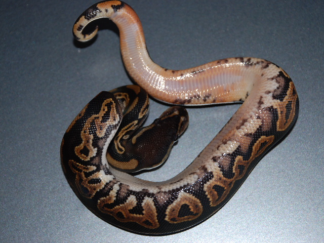 08 Black Pastel H.Pied 4