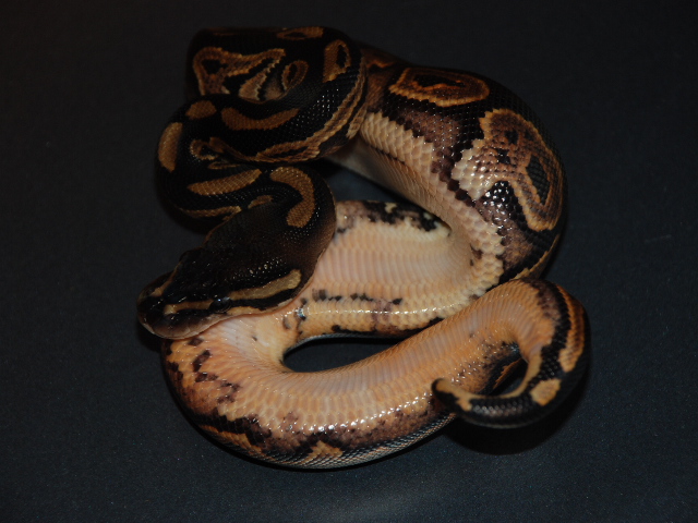 08 Black Pastel H.Pied 5