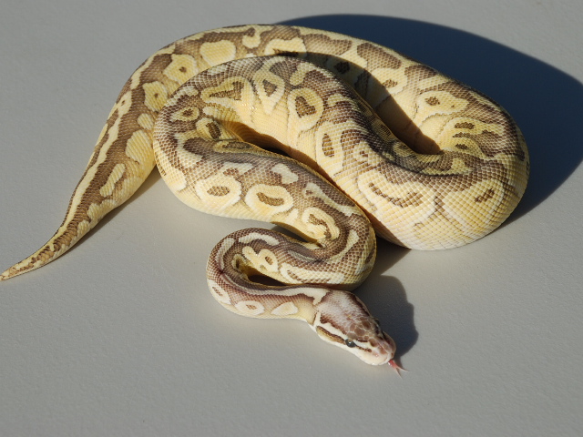 Super Pastel Butter
