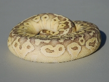 Super Pastel Butter2