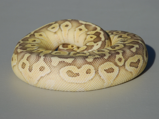 Super Pastel Butter2
