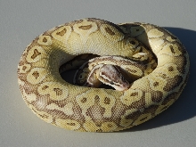 Super Pastel Butter 3