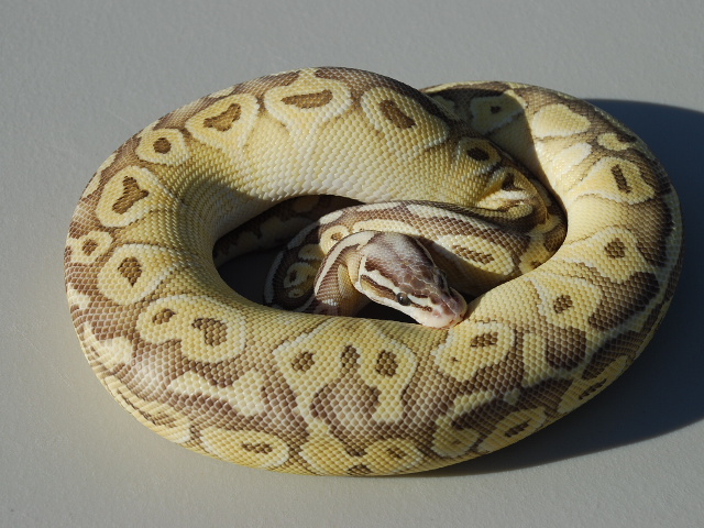 Super Pastel Butter 3