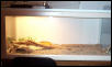 My beardie cage