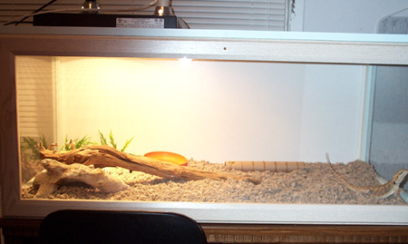My beardie cage
