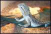 Spike in his hammock
