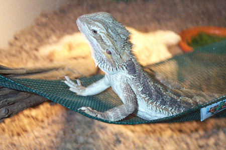 Spike in his hammock