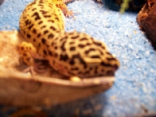 Oreo sleepin