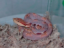 Hypo Pastel Deinagkistrodon acutus