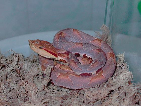 Hypo Pastel Deinagkistrodon acutus