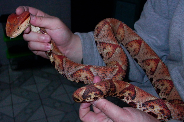 T  Albino Deinagkistrodon acutus