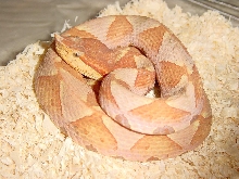 Yearling T- Albino Deinagkistrodon acutus