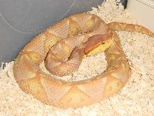 A sub-adult T- Albino Deinagkistodon acutus