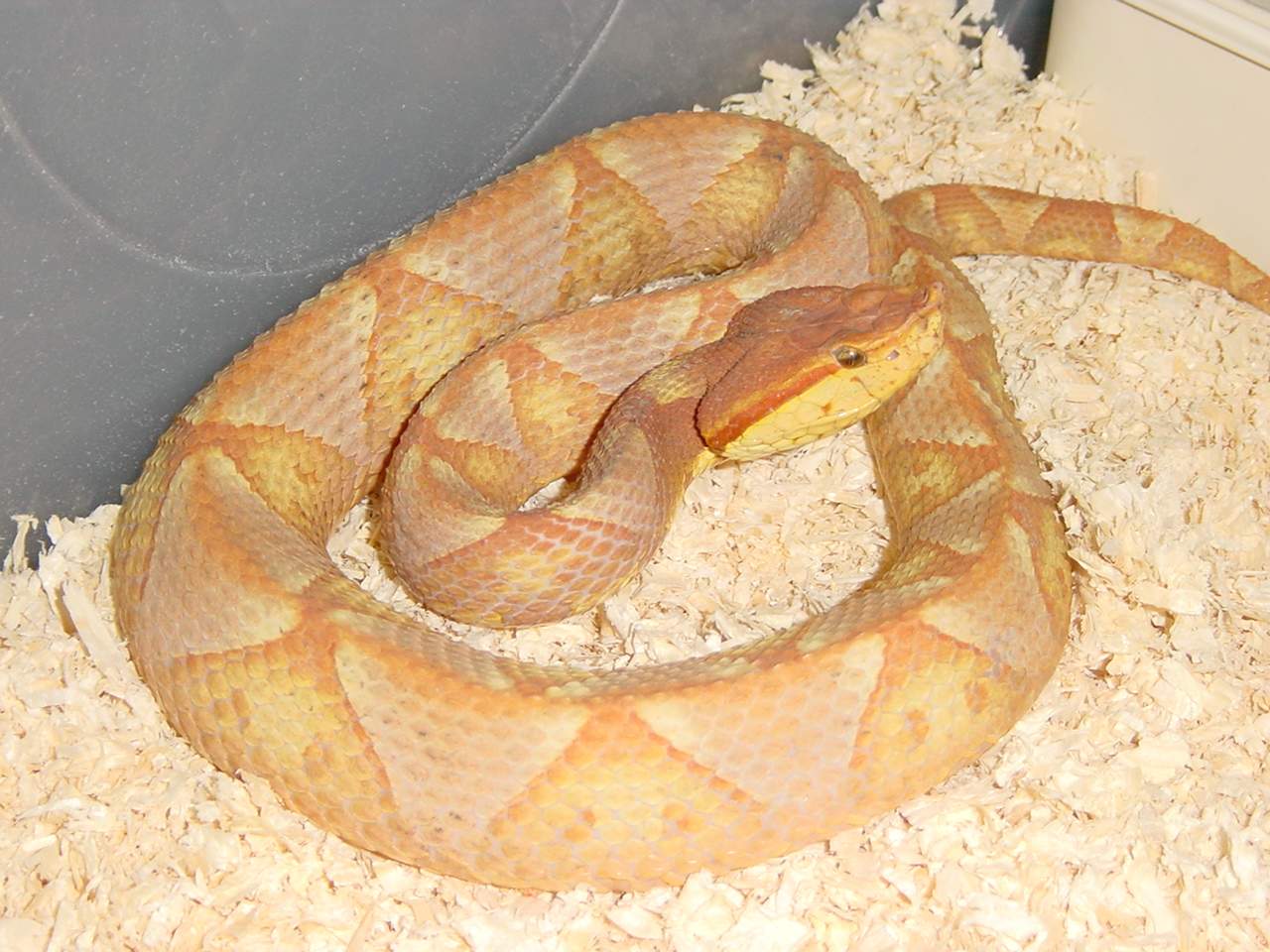 A sub-adult T- Albino Deinagkistodon acutus
