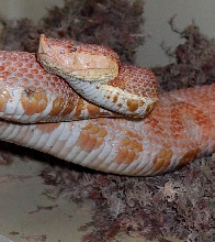 An adult T- Albino Deinagkistodon acutus