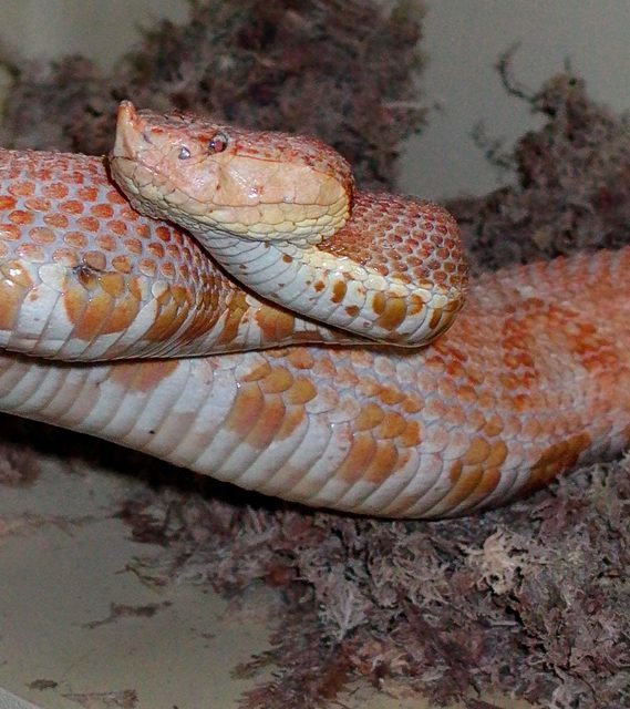 An adult T- Albino Deinagkistodon acutus