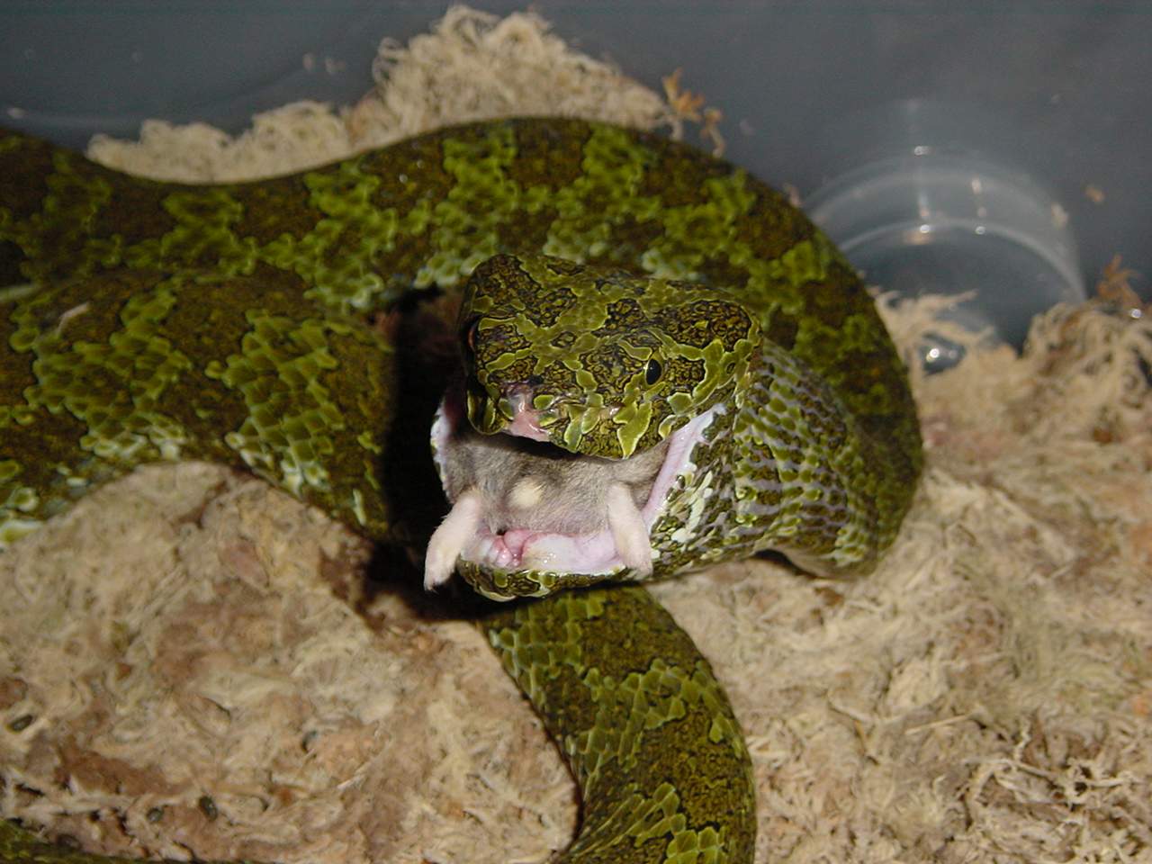 Male Ermia mangshanensis finishing the job.