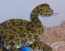 Female Ermia mangshanensis