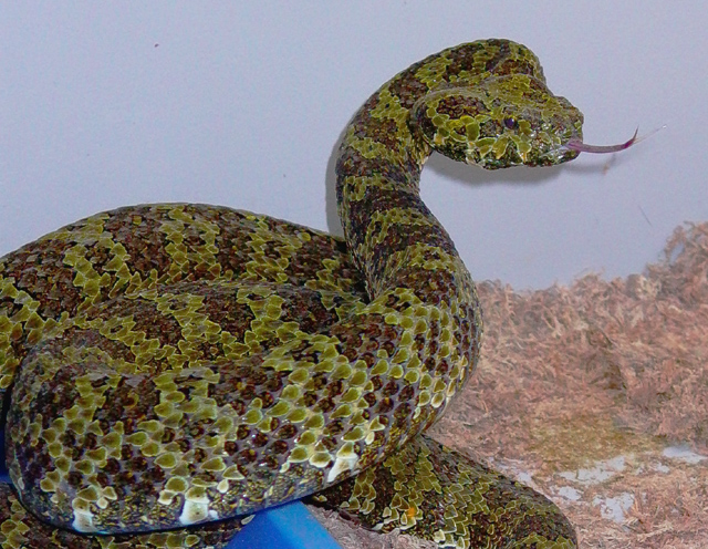 Female Ermia mangshanensis