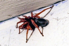 Basement dweller