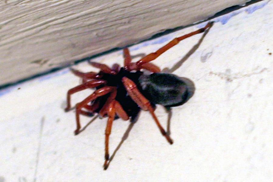 Basement dweller