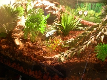 BOABOA Tank