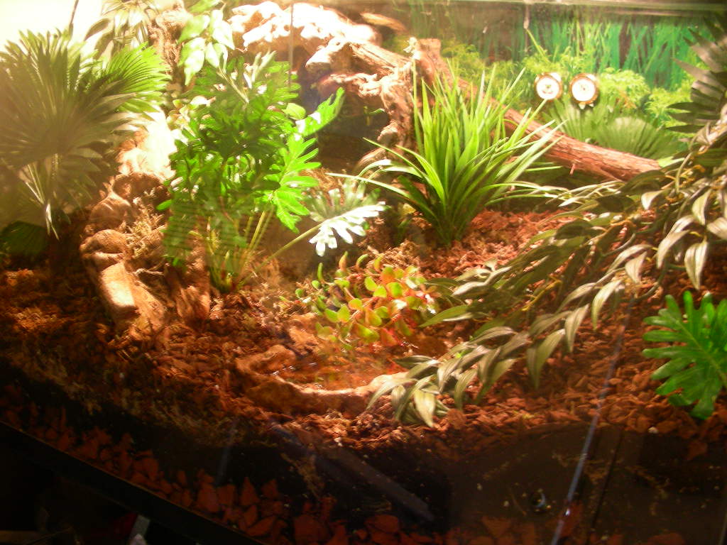 BOABOA Tank