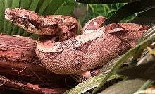 boa67
