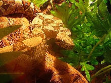BOA