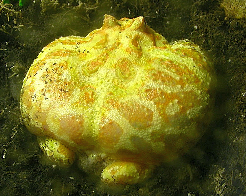 pacman frog