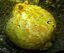 pacman
