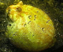 PACMAN
