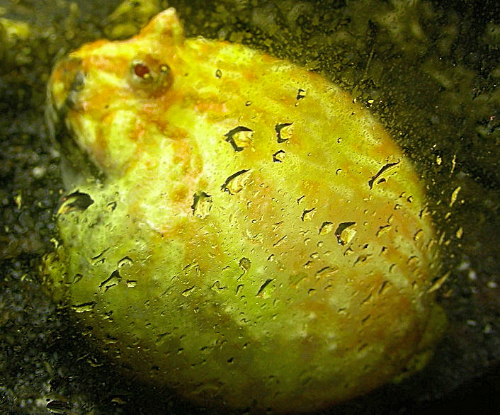PACMAN