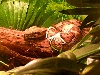 BOABOA